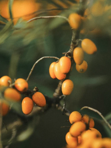 Dabīgs retinola alternatīvs, eļļas serums